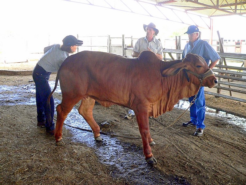 Intended parent profile in Brisbane, Queensland, Australia on SurrogateFinder