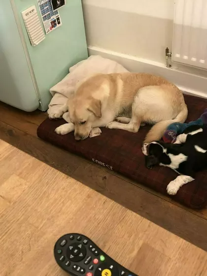 Olly – Intended Parents in Hertford, England, United Kingdom – photo 2