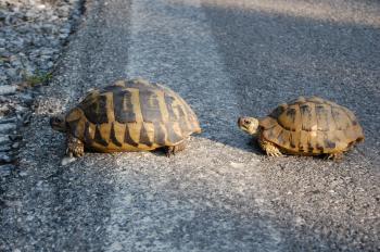 Photo 3 of intended parent profile in Vienna, Vienna, Austria