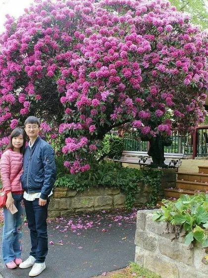 Xin – Intended Parent in Castle Hill, New South Wales, Australia