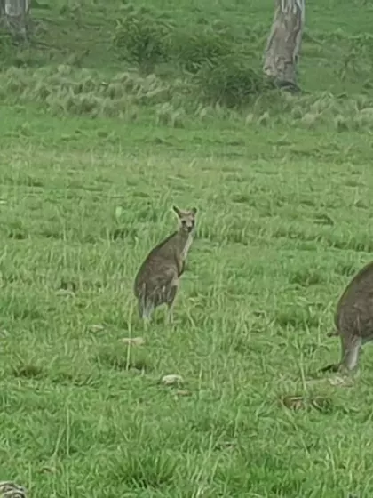 Jemima – Intended Parent in Fernside, New South Wales, Australia