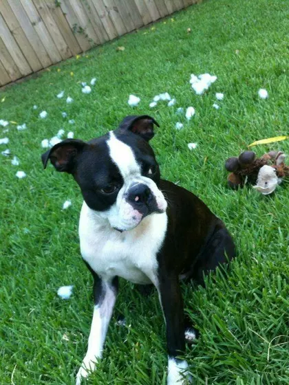 Anita – Intended Parent in Brisbane, Queensland, Australia