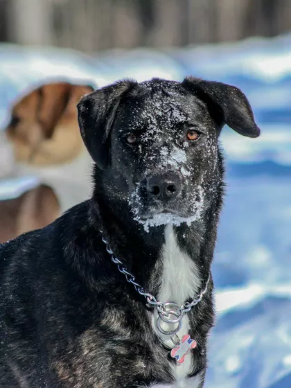 Swati β Intended Parents in Montreal, Quebec, Canada