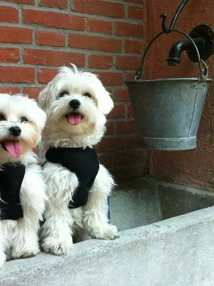 Giuseppe – Intended Parents in Toronto, Ontario, Canada – photo 3