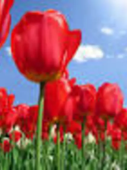 Puja – Surrogate Mother in Indore, Madhya Pradesh, India