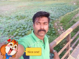 Shibu