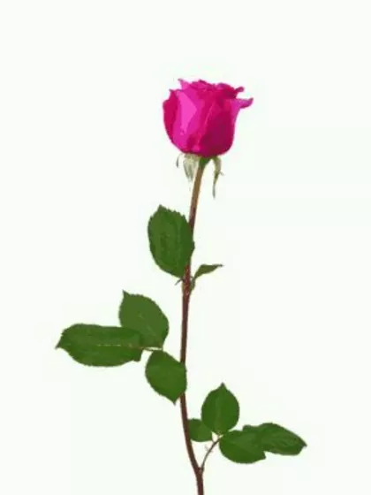 Govind – Sperm Donor in Allahabad, Uttar Pradesh, India – photo 2