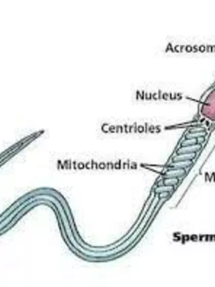 Lavkush – Sperm Donor in Bhopal, Madhya Pradesh, India