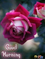Naresh
