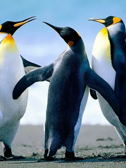 Sperm Donor – Sperm Donor in Narasaraopet, Andhra Pradesh, India – photo 4