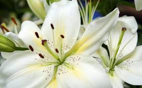 Surrogate Mother profile photo in Moscow, Moscow City, Russia